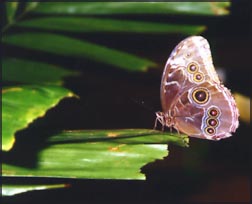 butterfly on a leaf