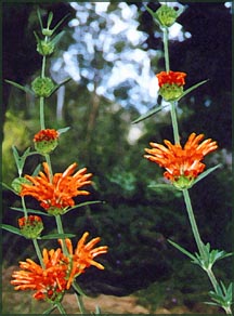 orange flowers