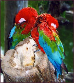 two parrots