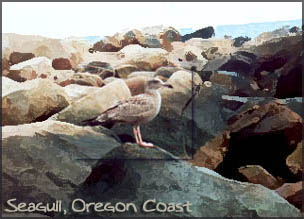 seagull, Oregon coast