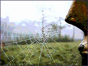 spiderweb