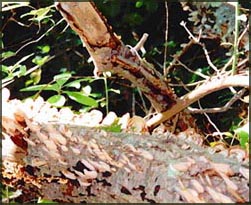 treetrunk with fungus